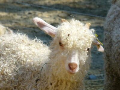 Goats: It's All In The Names Image